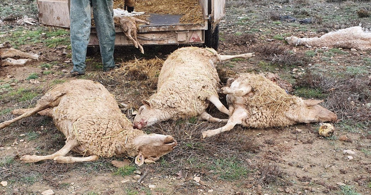  مستوطنون يعدمون 117 رأس غنم في الغوار الشمالية 