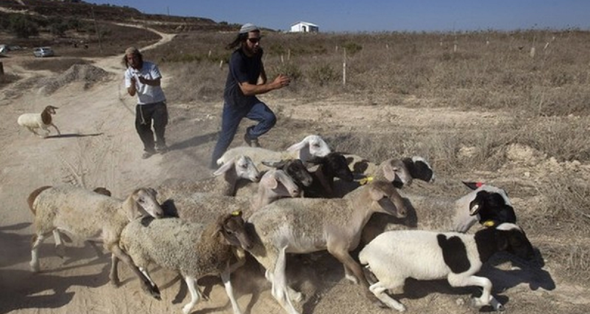 بيت لحم : مستوطنون يستخدمون طائرات مسيّرة لترهيب الرعاة 