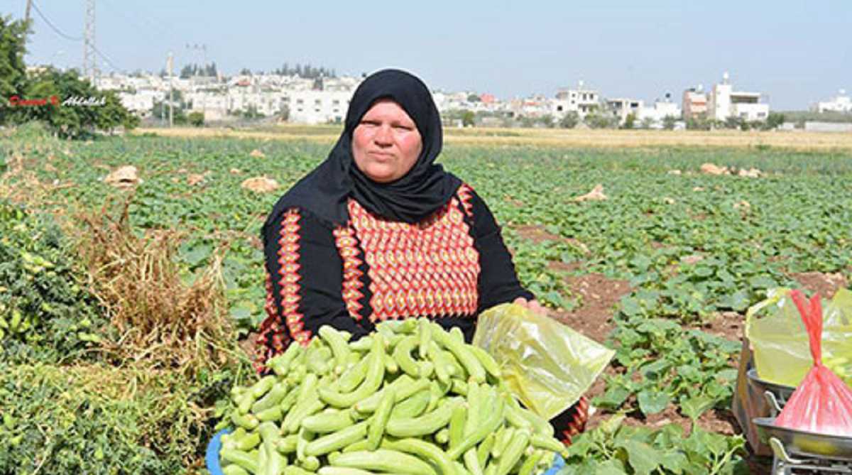 رئيس بلدية دير بلوط : إغلاق الطرق يدمّر موسم الفقوس وخسائرنا وصلت مليوني شيكل