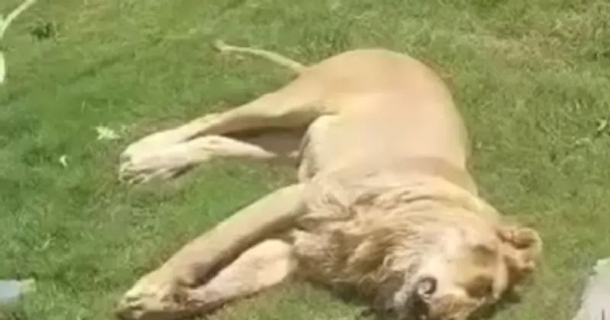 أسد يفترس مالكه حتى الموت في العراق