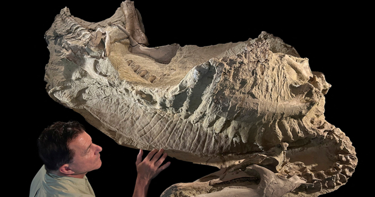   حفريتان لديناصورات الإدمونتوصوروس تكشفان امتلاكها حوافر   