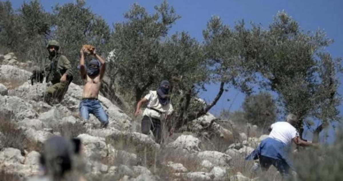 مزارعو الضفة الغربية يجمعون الزيتون وسط هجمات المستوطنين الإرهابية بموسم الحصاد