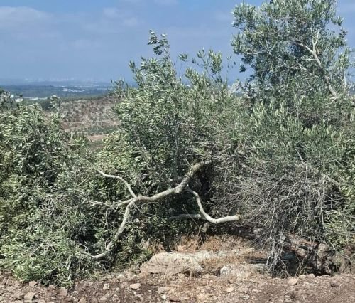 مستوطنون يقتلعون 60 شجرة زيتون بمسافر يطا