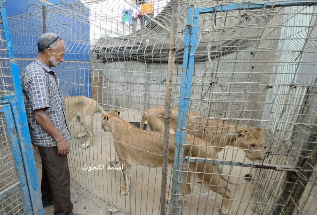 الحاج فتحي جمعة صاحب اقدم واول حديقة حيوان  يتقاسم الطعام والمكان مع الحيوانات