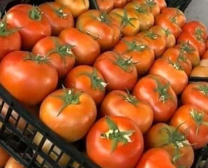 البندورة الأردنية تغزو أسواق الضفة 