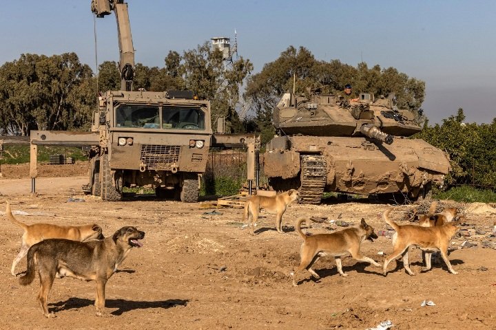 يديعوت احرنوت: جنود إسرائيليون أعدموا كلابا في غزة بالرصاص أو التسميم