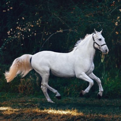 3 جياد مرشحة لتحطيم أفضل زمن في الشوط الرئيس لكأس دبي العالمي